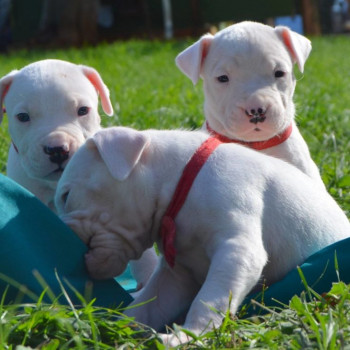 disponibili cuccioli di dogo argentino