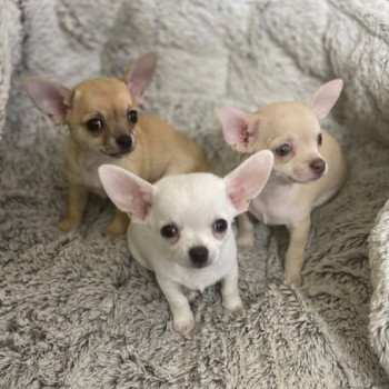 cuccioli di chihuahua