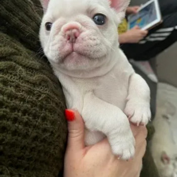 Cuccioli bulldog Francese