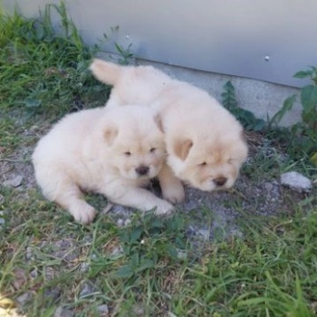 Cuccioli Chow Chow