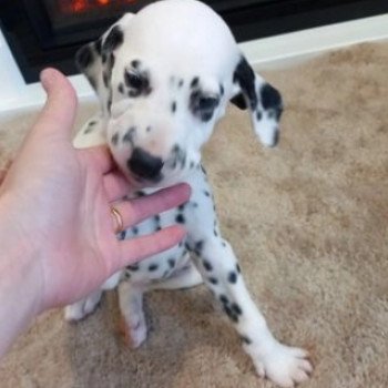 cuccioli di dalmata