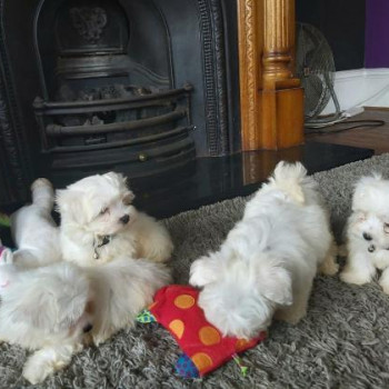 Cuccioli di Maltese