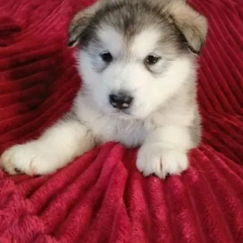 Cuccioli di alaskan malamute