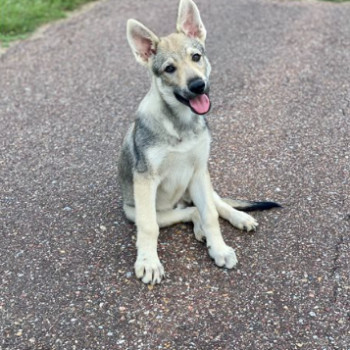 Cucciolo di Cane Lupo Cecoslovacco