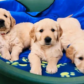 cuccioli di golden retriever