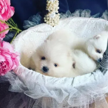 cuccioli di Pomerania