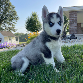 Husky siberiano cuccioli per l'adozione