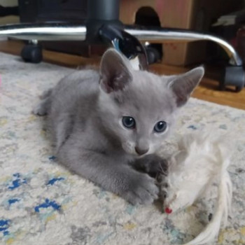 Cuccioli Blue di russia 