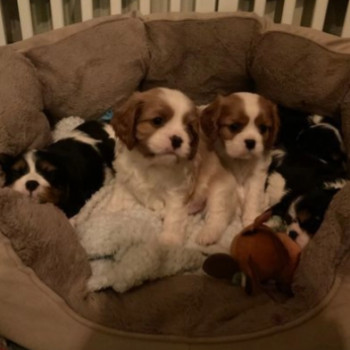 Cuccioli di Cavalier King