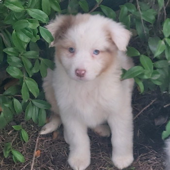 Cuccioli pastore australiano 