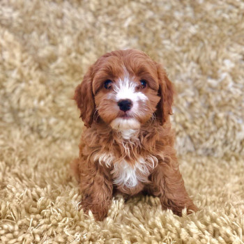 Cuccioli di Cavapoo sani.