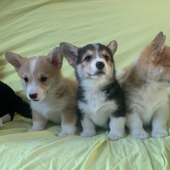 Cuccioli di Pembroke Welsh Corgi