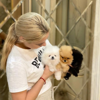 Bellissimi cuccioli di Pomerania per buone famiglie.