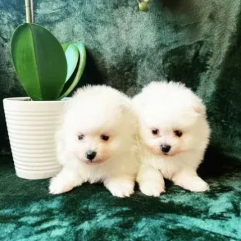 Cuccioli di Pomerania