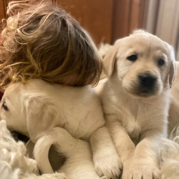 Cuccioli di Golden Retriever