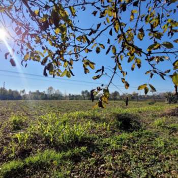 Terreno in vendita a Padova (Padova)