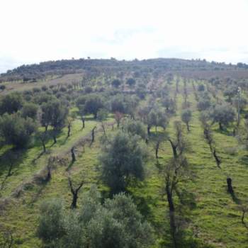 Terreno in vendita a Noto (Siracusa)