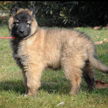 Cuccioli Pastore Belga Tervueren 