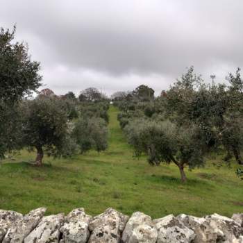Terreno in vendita a Ceglie Messapica (Brindisi)