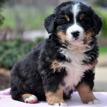 Cuccioli sani di bovaro del bernese