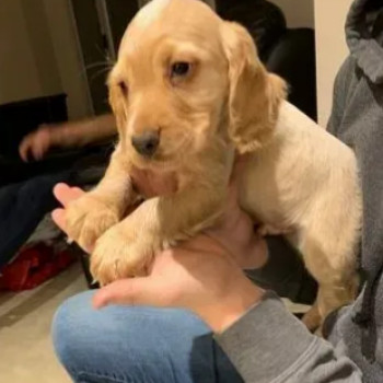 cuccioli di cocker spaniel