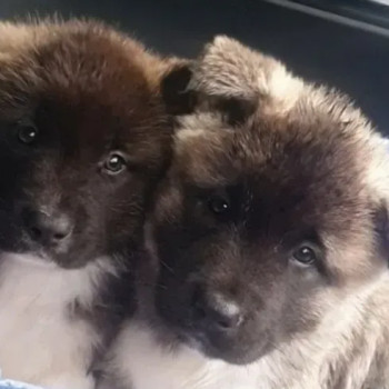 Bellissimi cuccioli di akita americano