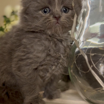 Femmina Scottish Fold Longhair 