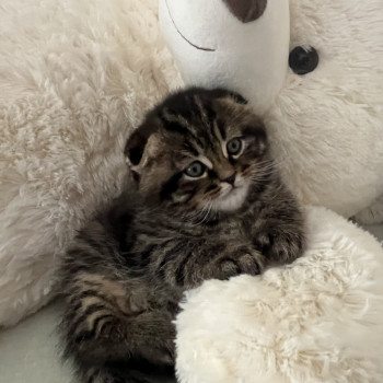 Maschio Scottish Fold