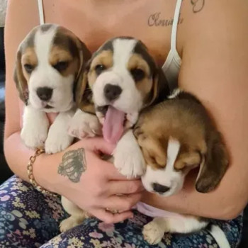 Dolcissimi cuccioli di Beagle