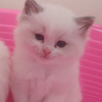 Cuccioli Ragdoll con pedigree 