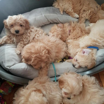 Bellissimi cuccioli di Maltipoo.