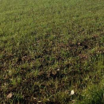 TERRENO AGRICOLO a Sernaglia della Battaglia