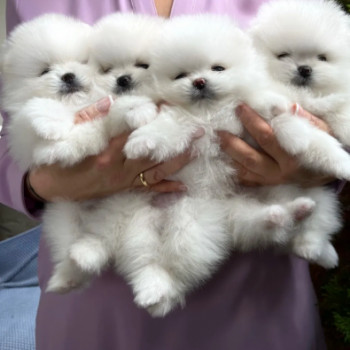 Disponibili bellissimi cuccioli di Pomerania Teacup.