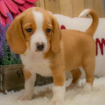 REGALO Cuccioli dolce e bella Beagle
