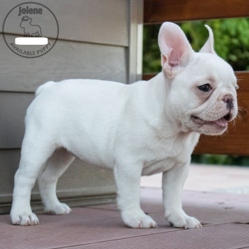 Cuccioli di Bulldog francese AKC