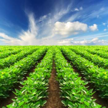 Terreno in vendita a Santa Giustina in Colle (Padova)