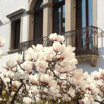 VITTORIO VENETO, Frati PALAZZO SIGNORILE a Vittorio Veneto