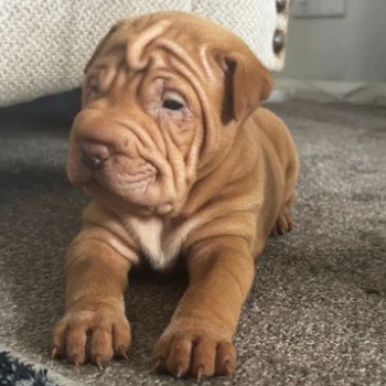  Dolcissimi e bellissimi cuccioli shar pei