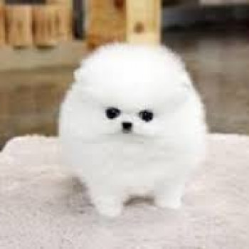 Adorabile cucciolo di Pomerania in vendita: soffice, giocoso e perfettamente san