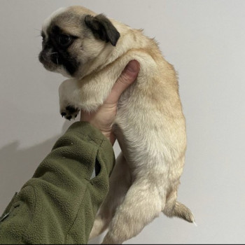 Cuccioli di Carlino femmina et maschio