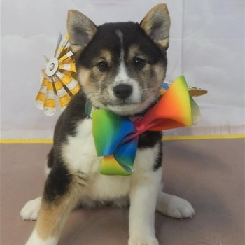 Cucciolata di Shiba Inu maschi e femmine