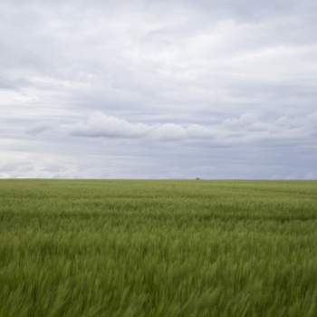 Terreno in vendita a Campodarsego (Padova)