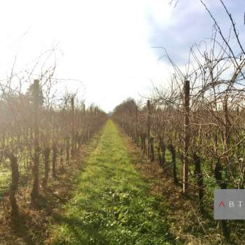 Terreno in vendita a Villa del Conte (Padova)