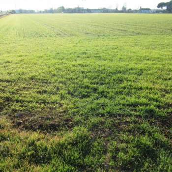 Terreno in vendita a Trevignano (Treviso)