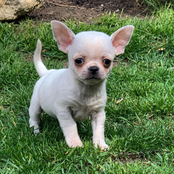 Cucciola chihuahua