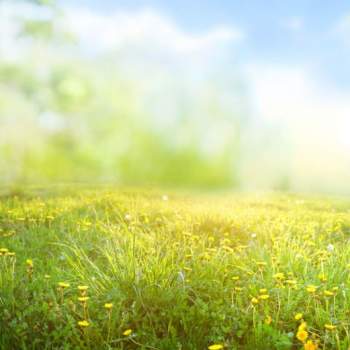 Terreno in affitto a Arqu&agrave; Petrarca (Padova)