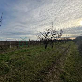 Terreno in vendita a Colognola ai Colli (Verona)