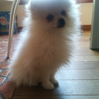 Spitz Volpino Pomerania bianco 