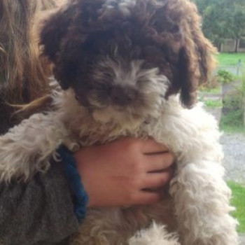 Eccezionali e dolci cuccioli lagotto romagnolo