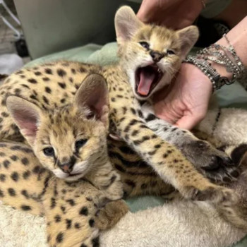 Cucciolata di gattini di serval e caracal della savannah